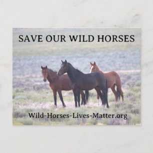Save Our Wild Horses Invitation Postcard
