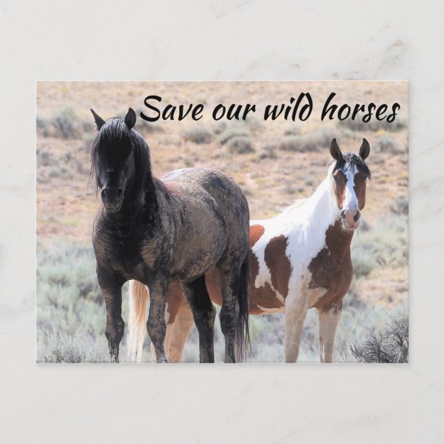 Save Our Wild Horses Postcard (Front)