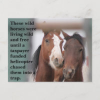 Save Our Wild Horses