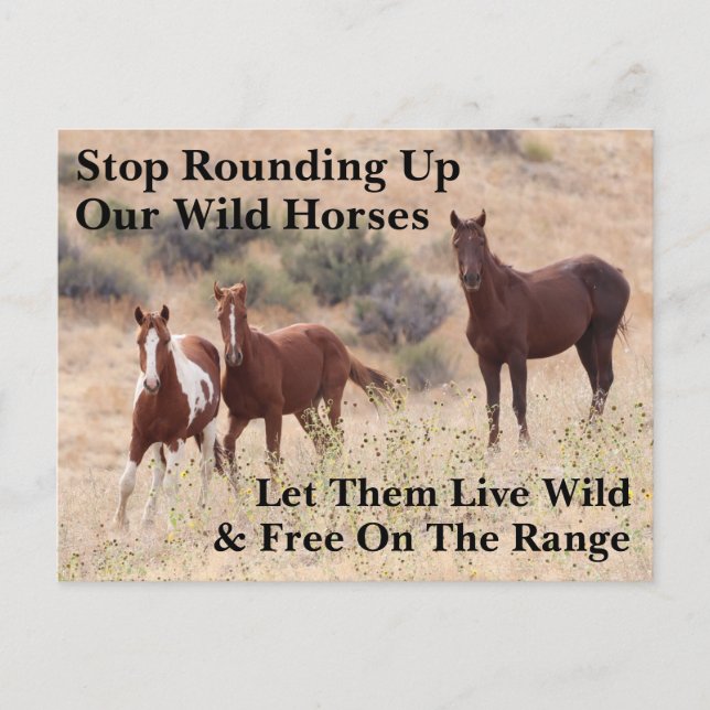Save Our Wild Horses Postcard (Front)