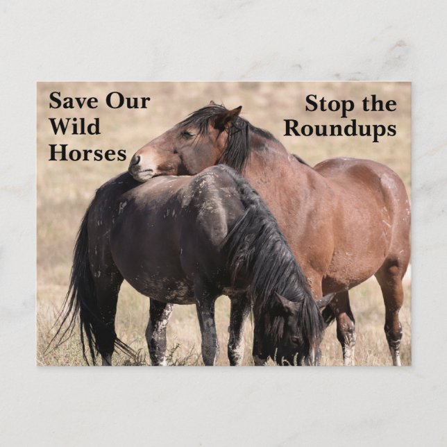 Save Our Wild Horses Postcard (Front)