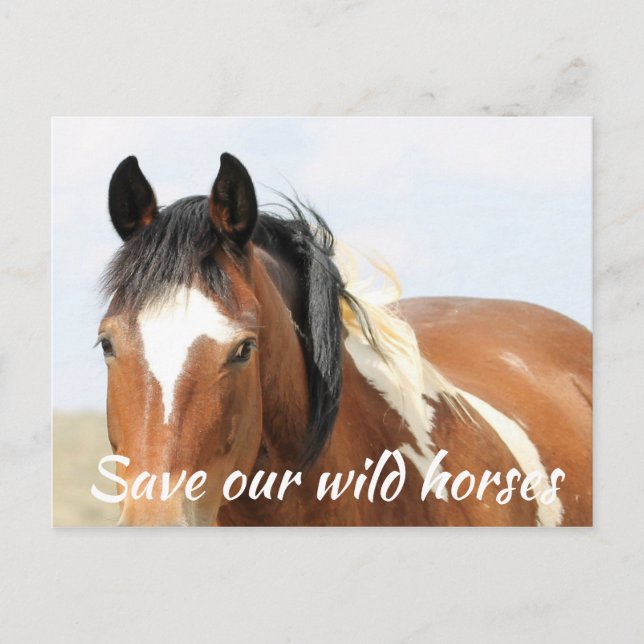 Save Our Wild Horses Postcard (Front)