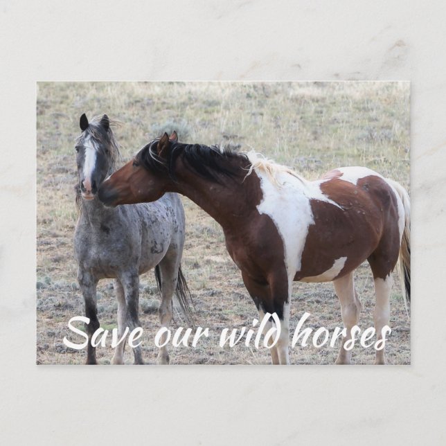 Save Our Wild Horses Postcard (Front)