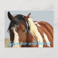 Save Our Wild Horses