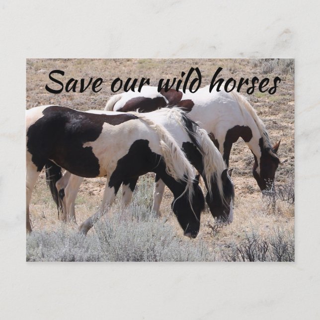 Save Our Wild Horses Postcard (Front)