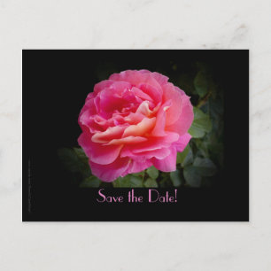Save the Date 15th Anniversary Party Pink Rose Announcement Postcard