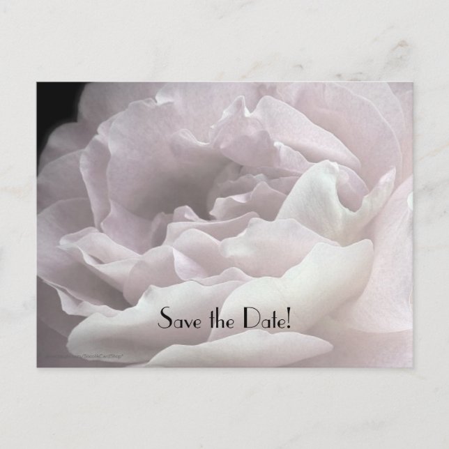 Save the Date 70th Birthday Party Pale Pink Rose Announcement Postcard (Front)