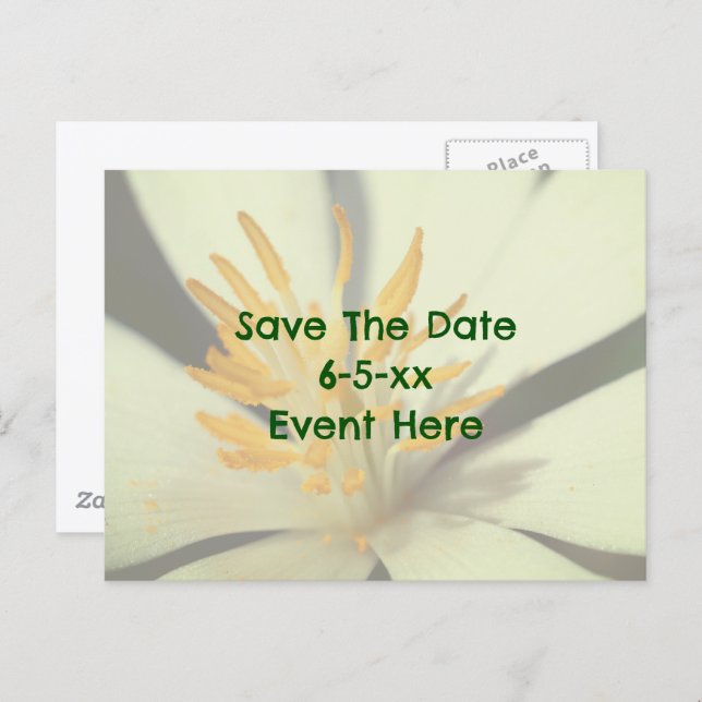 Save The Date Bloodroot Flower  Announcement Postcard (Front/Back)