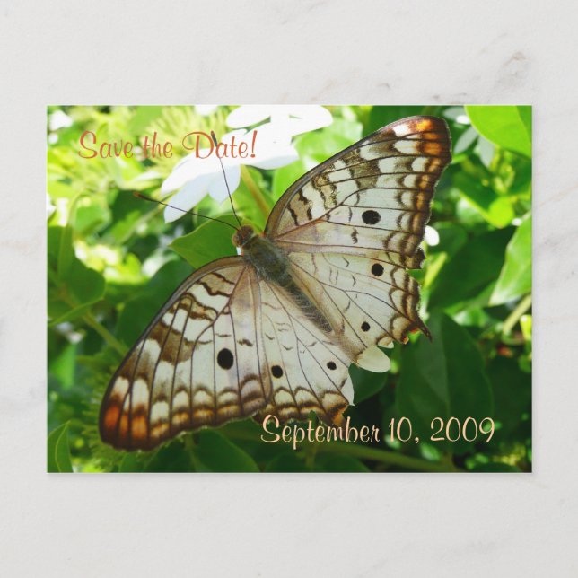 Save the Date Butterfly on Jasmine Postcard (Front)