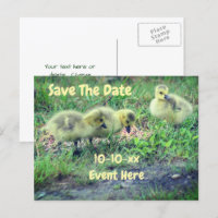 Save The Date Canada Geese Babies Nature
