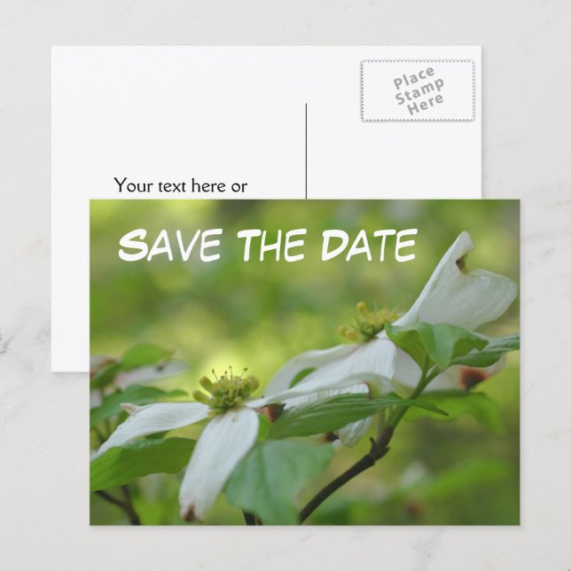 Save The Date Dogwood Flower Photo  Announcement Postcard (Front/Back)