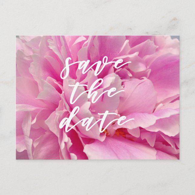 Save the Date! Elegant Pink Peonies Postcard (Front)