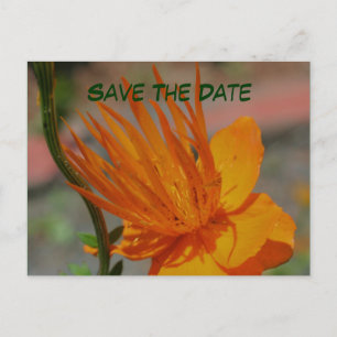 Save The Date Orange Flower Photography Postcard