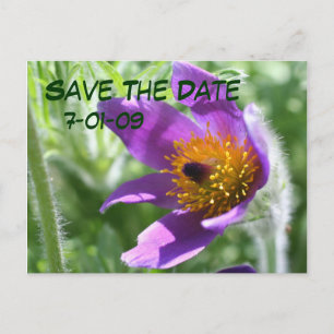 Save The Date Pasque Flower Photo Postcard