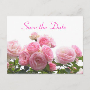 Save the date - pink roses announcement postcard