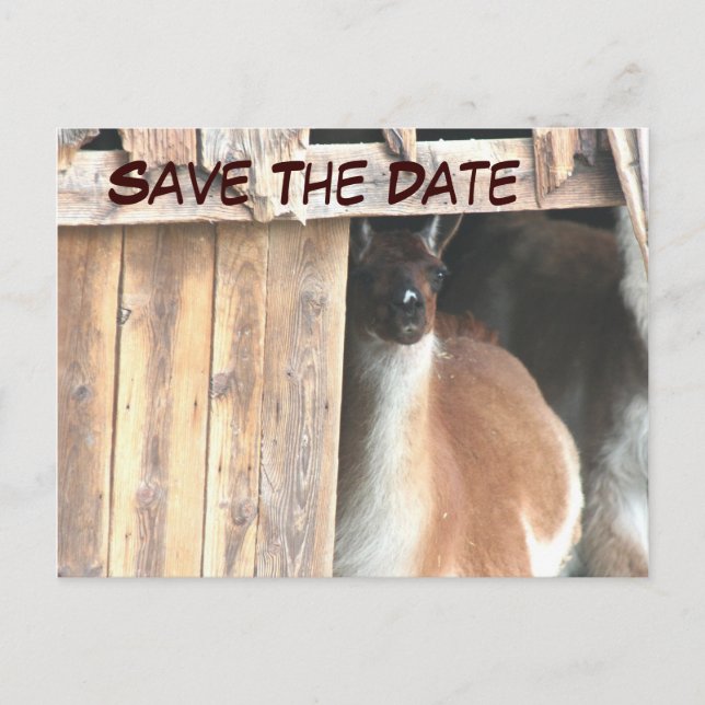 Save The Date Pretty Llama Animal Photo Postcard (Front)