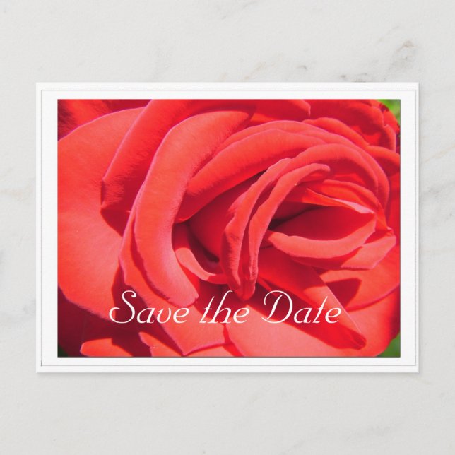 save the date, red rose flower announcement postcard (Front)