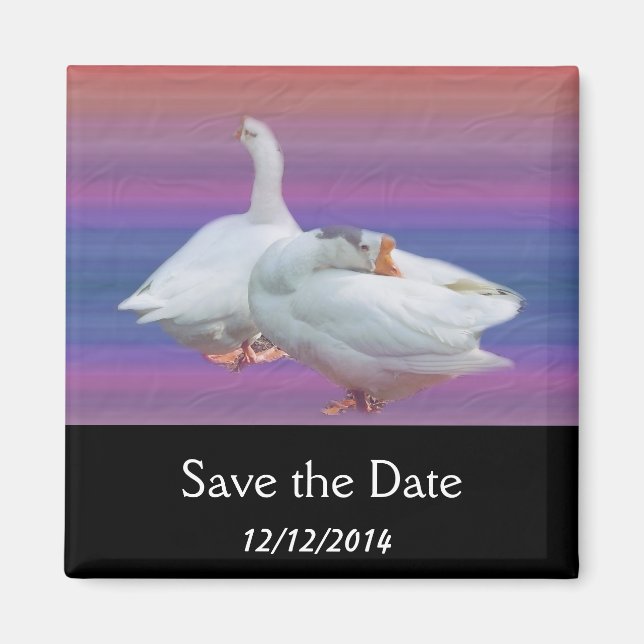 Save the date, two white geese. magnet (Front)