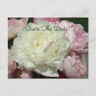 Save The Date White Pink Peonies / Pink Peony Post Announcement Postcard