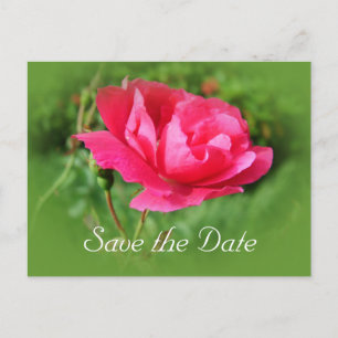 save the date,wild pink rose flowers. announcement postcard
