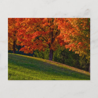 Save The Dates Photo Postcards