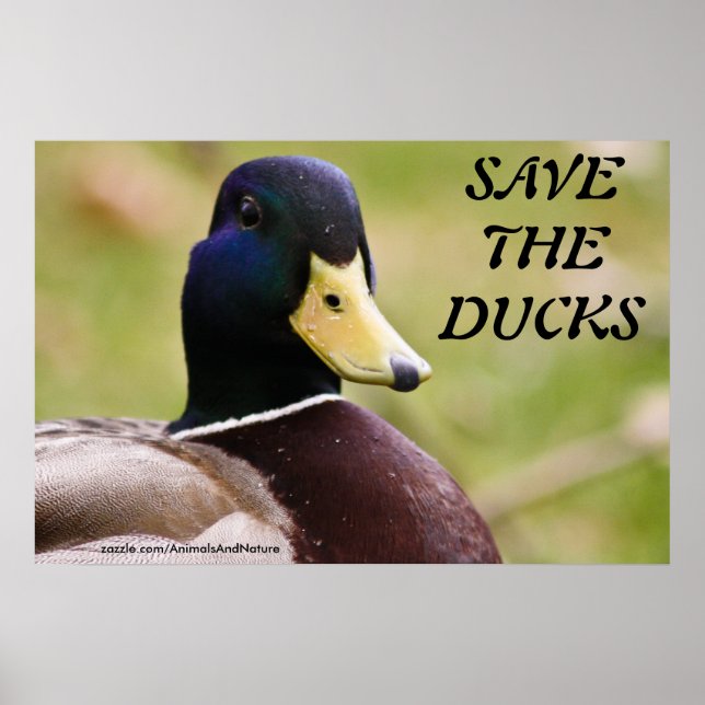 Save The Ducks Poster (Front)