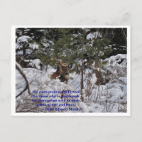 Save The Forests