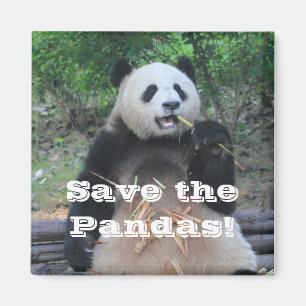 Save the Giant Pandas Magnet