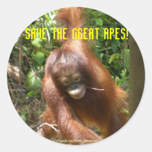 Save the Great Apes Classic Round Sticker