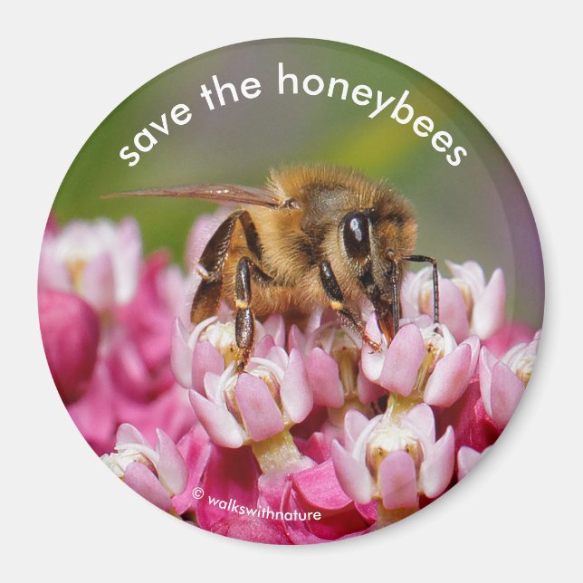 Save the Honeybees Pollinating Narrowleaf Milkweed Magnet (Front)