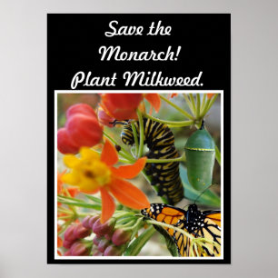 Save the Monarch Poster