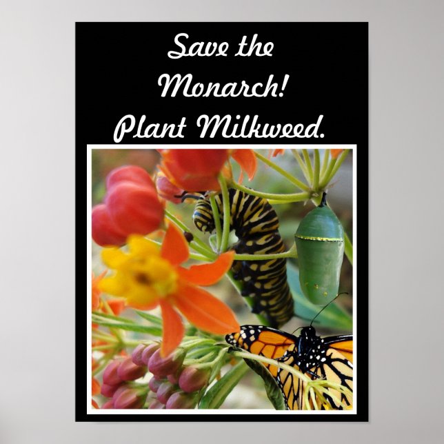 Save the Monarch Poster (Front)