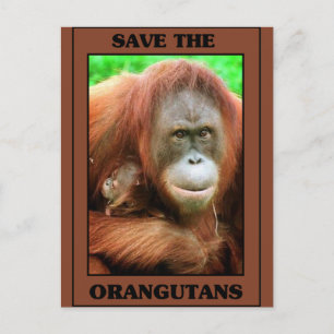 Save the Orangutans Postcard