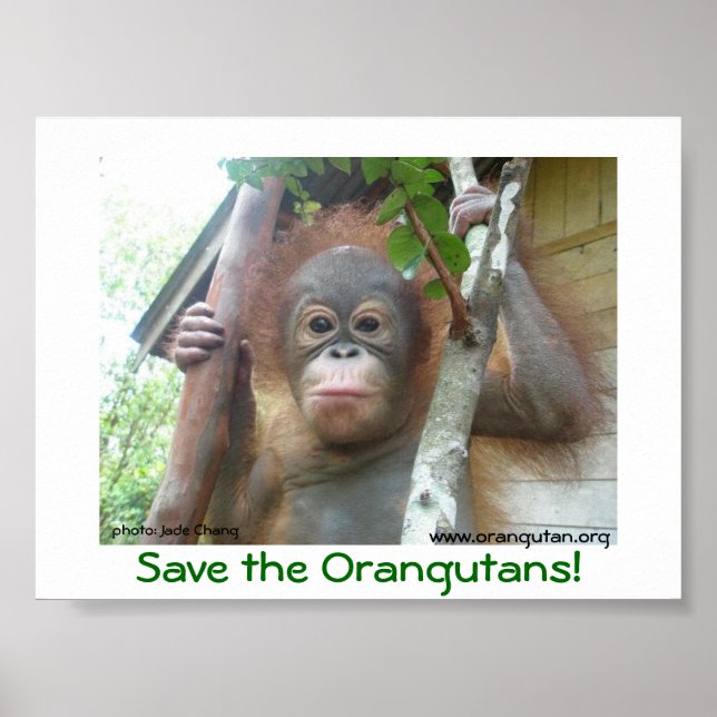 Save the Orangutans Poster (Front)