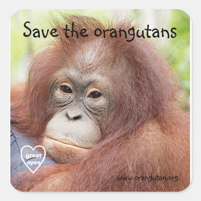 Save the Orangutans Square Sticker (Front)