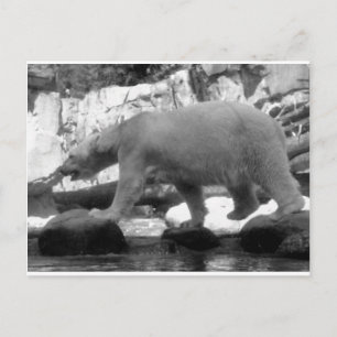 SAVE THE POLAR BEARS POSTCARD