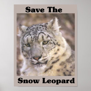 Save the Snow Leopard Poster
