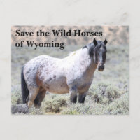Save the Wild Horses of Wyoming