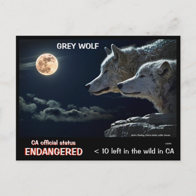 SAVE THE WOLVES ! - POSTCARD (Front)