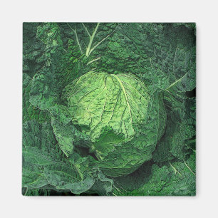 Savoy Cabbage Magnet