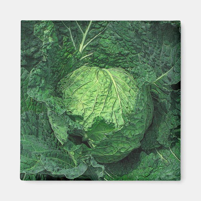 Savoy Cabbage Magnet (Front)