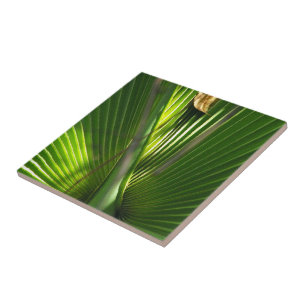 Saw Palmetto Photo Closeup Tile