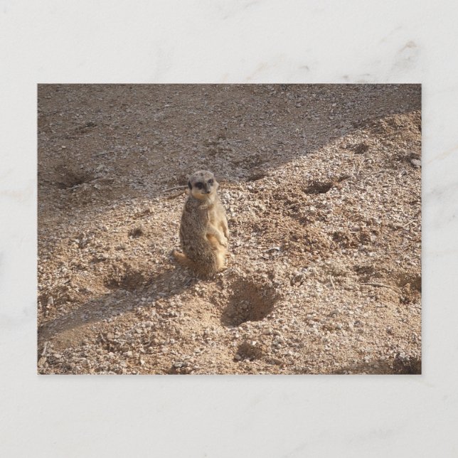 Saw this & thought of you! postcard (Front)