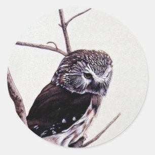 Saw-whet owl classic round sticker