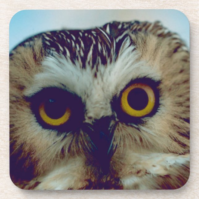 Saw-whet owl coaster (Front)