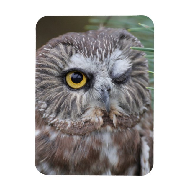 Saw-whet Owl Magnet (Vertical)