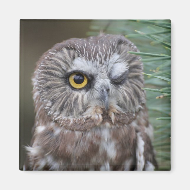 Saw-whet Owl Magnet (Front)