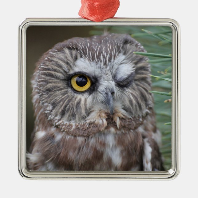 Saw-whet Owl Metal Tree Decoration (Front)