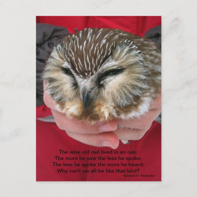 Saw-whet Owl Poem Postcard (Front)