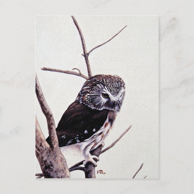 Saw-whet owl postcard (Front)